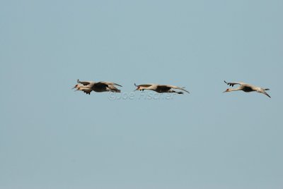 San Bernard NWR 02-17-08 0275
