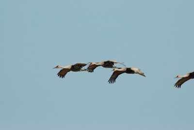 San Bernard NWR 02-17-08 0276