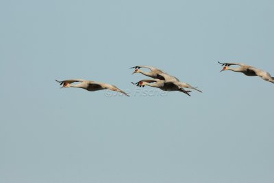San Bernard NWR 02-17-08 0277