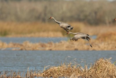 San Bernard NWR 02-17-08 0279