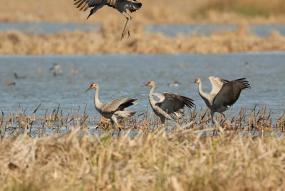 San Bernard NWR 02-17-08 0281
