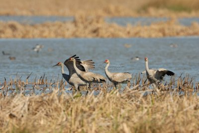 San Bernard NWR 02-17-08 0282