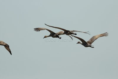 San Bernard NWR 02-17-08 0283