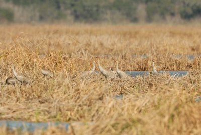San Bernard NWR 02-17-08 0284