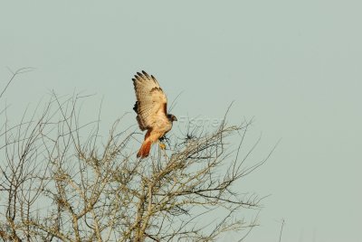 San Bernard NWR 02-17-08 0096