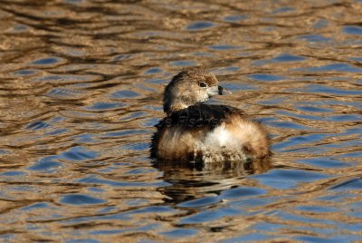 San Bernard NWR 02-17-08 0157