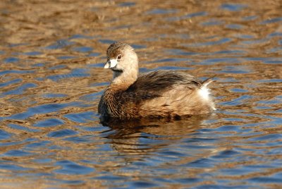 San Bernard NWR 02-17-08 0164