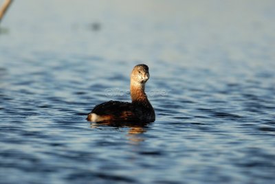 Brazoria NWR 02-17-08 0426