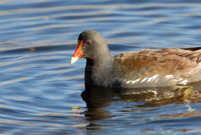 San Bernard NWR 02-17-08 0161