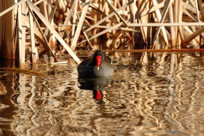San Bernard NWR 02-17-08 0165