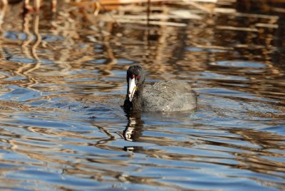 San Bernard NWR 02-17-08 0170