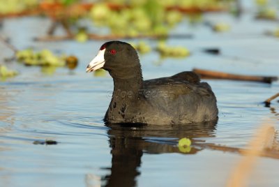 Brazoria NWR 02-17-08 0424