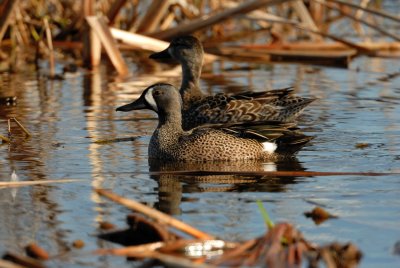 San Bernard NWR 02-17-08 0186