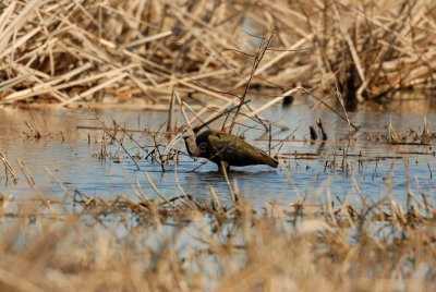 San Bernard NWR 02-17-08 0295
