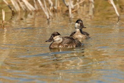 Freeport Marsh 02-17-08 0322