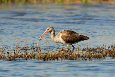 Brazoria NWR 02-17-08 0386