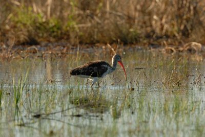 Brazoria NWR 02-17-08 0390