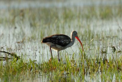 Brazoria NWR 02-17-08 0392