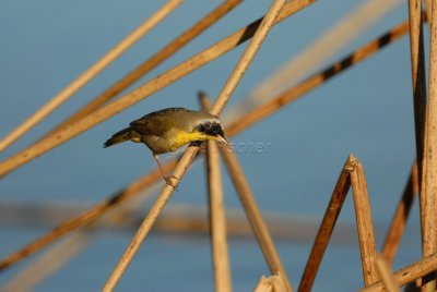Brazoria NWR 02-17-08 0407