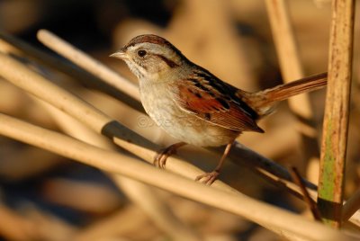 Brazoria NWR 02-17-08 0419