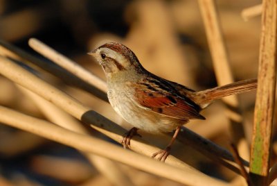 Brazoria NWR 02-17-08 0417