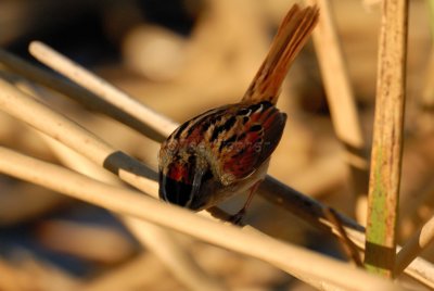 Brazoria NWR 02-17-08 0421