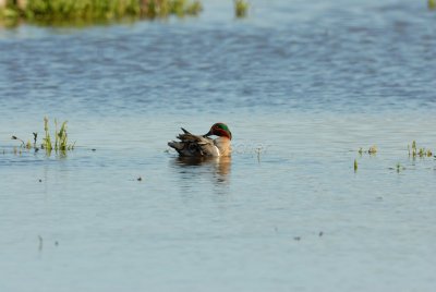 Brazoria NWR 02-17-08 0374