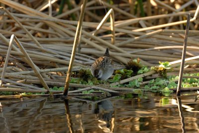 Brazoria NWR 02-17-08 0414