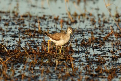Brazoria NWR 02-17-08 0473