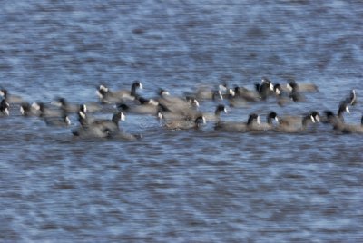 Anahuac NWR 02-24-08 0046