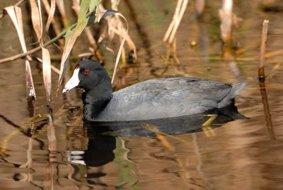 Anahuac NWR 02-24-08 0074