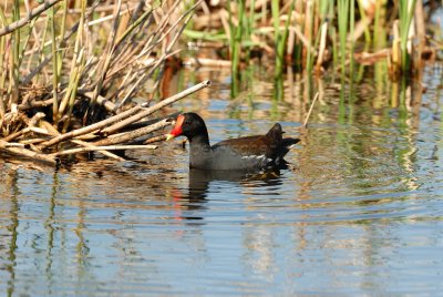 Anahuac NWR 02-24-08 0037