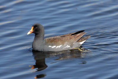 Anahuac NWR 02-24-08 0057