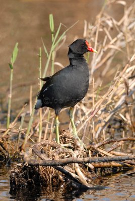 Anahuac NWR 02-24-08 0061