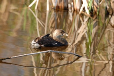 Anahuac NWR 02-24-08 0076