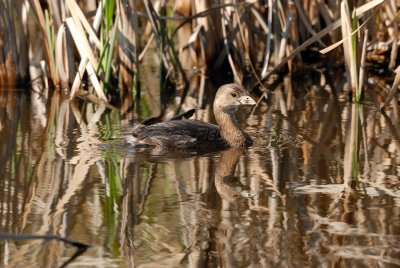 Anahuac NWR 02-24-08 0079
