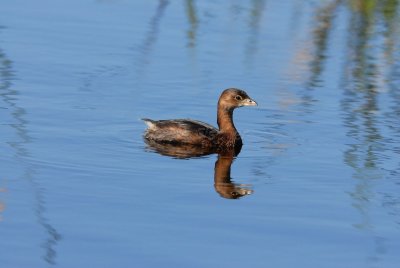 Anahuac NWR 02-24-08 0084