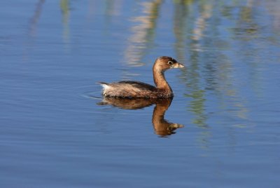 Anahuac NWR 02-24-08 0089