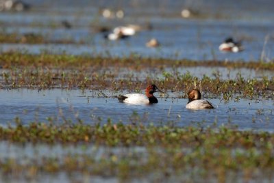 Anahuac NWR 02-24-08 0105