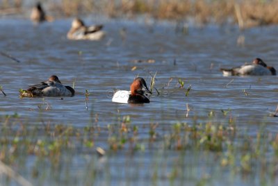 Anahuac NWR 02-24-08 0131