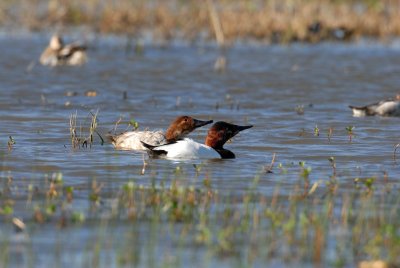 Anahuac NWR 02-24-08 0133