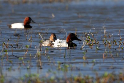 Anahuac NWR 02-24-08 0138