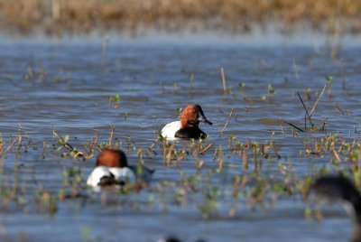 Anahuac NWR 02-24-08 0139