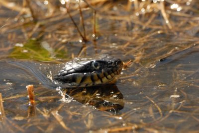 Anahuac NWR 02-24-08 0025