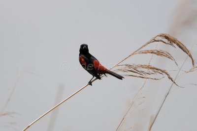 Anahuac NWR 04-25-08 0405A