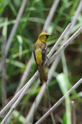 Anahuac NWR 04-25-08 0410A