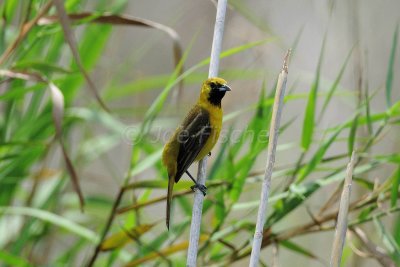Anahuac NWR 04-25-08 0421A