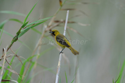 Anahuac NWR 04-25-08 0426A