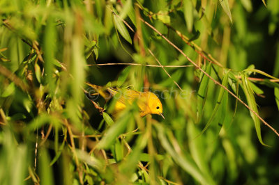The Willows 04-26-08 0714
