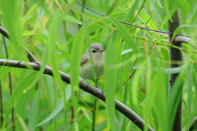 The Willows 04-26-08 0001 1A